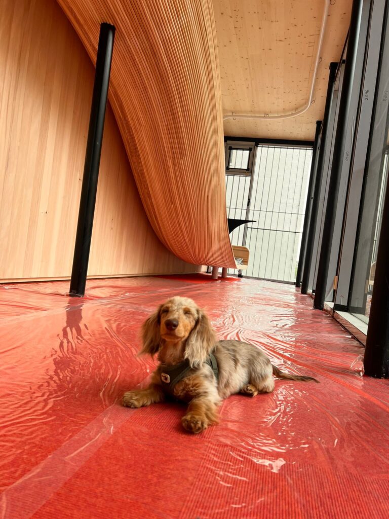 Bürohund Fridolin ist mit auf der Baustelle. Hier auf dem Spielbalkon.
